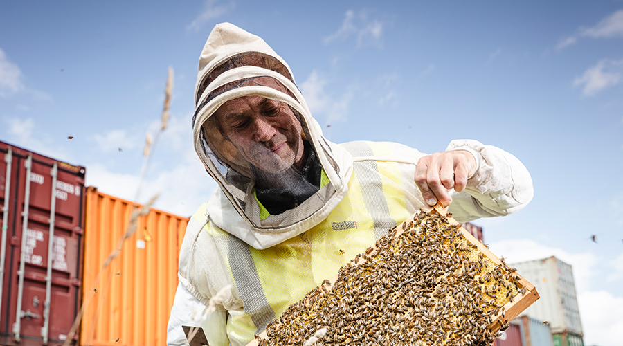 Beekeeper Stephan Iblher looks after the harbor bees at the CTA. (Photo)